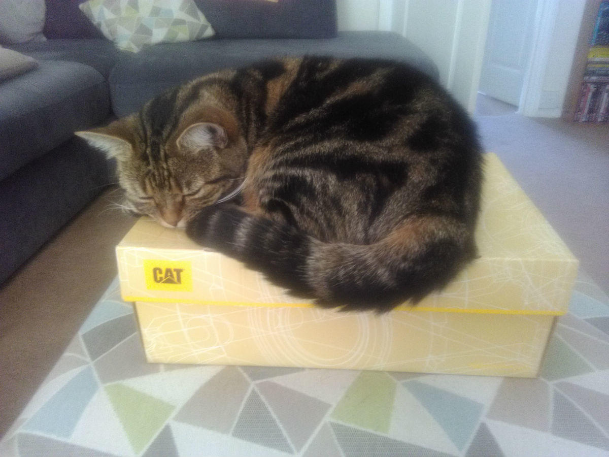 Cat sleeping on top of a CAT shoe box